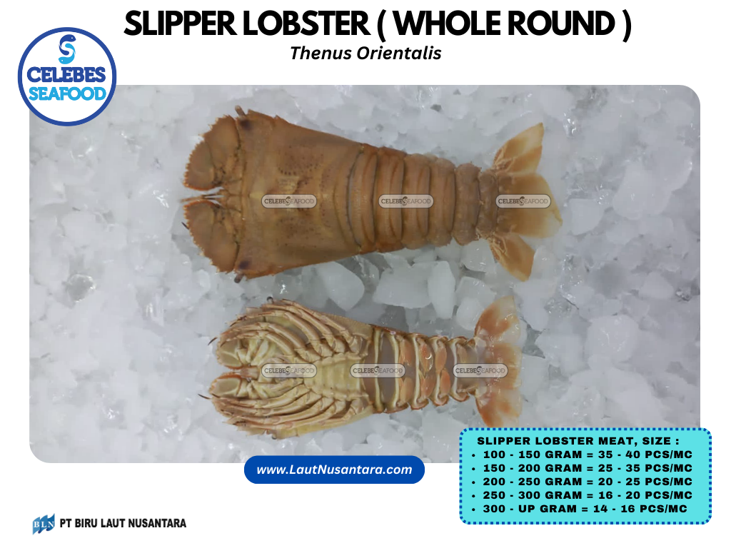 SLIPPER LOBSTER WHOLE ROUND